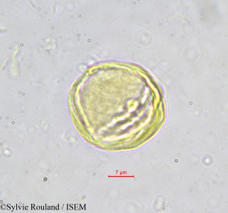 Hippocratea astericantha - lame n° 588