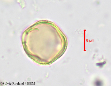 Sylvie.Rouland/Hippocratea_bipindensis_622/Hippocratea_bipindensis_622_0001(copy)_thumb.jpg