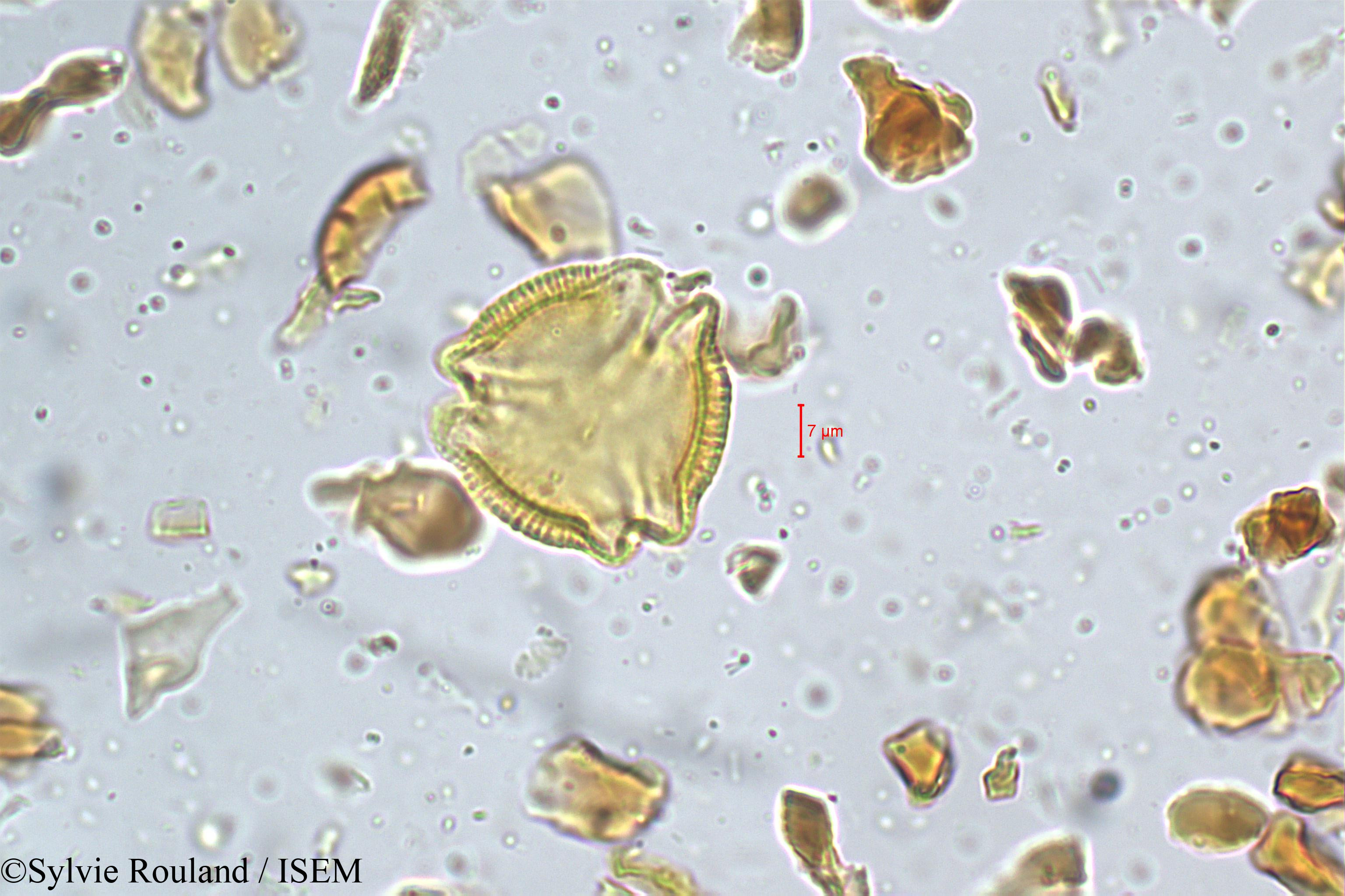 Sylvie.Rouland/Hippocratea_bourdillenii_5214/Hippocratea_bourdillenii_5214_0001(copy).jpg