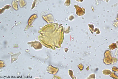 Sylvie.Rouland/Hippocratea_bourdillenii_5214/Hippocratea_bourdillenii_5214_0001(copy)_thumb.jpg