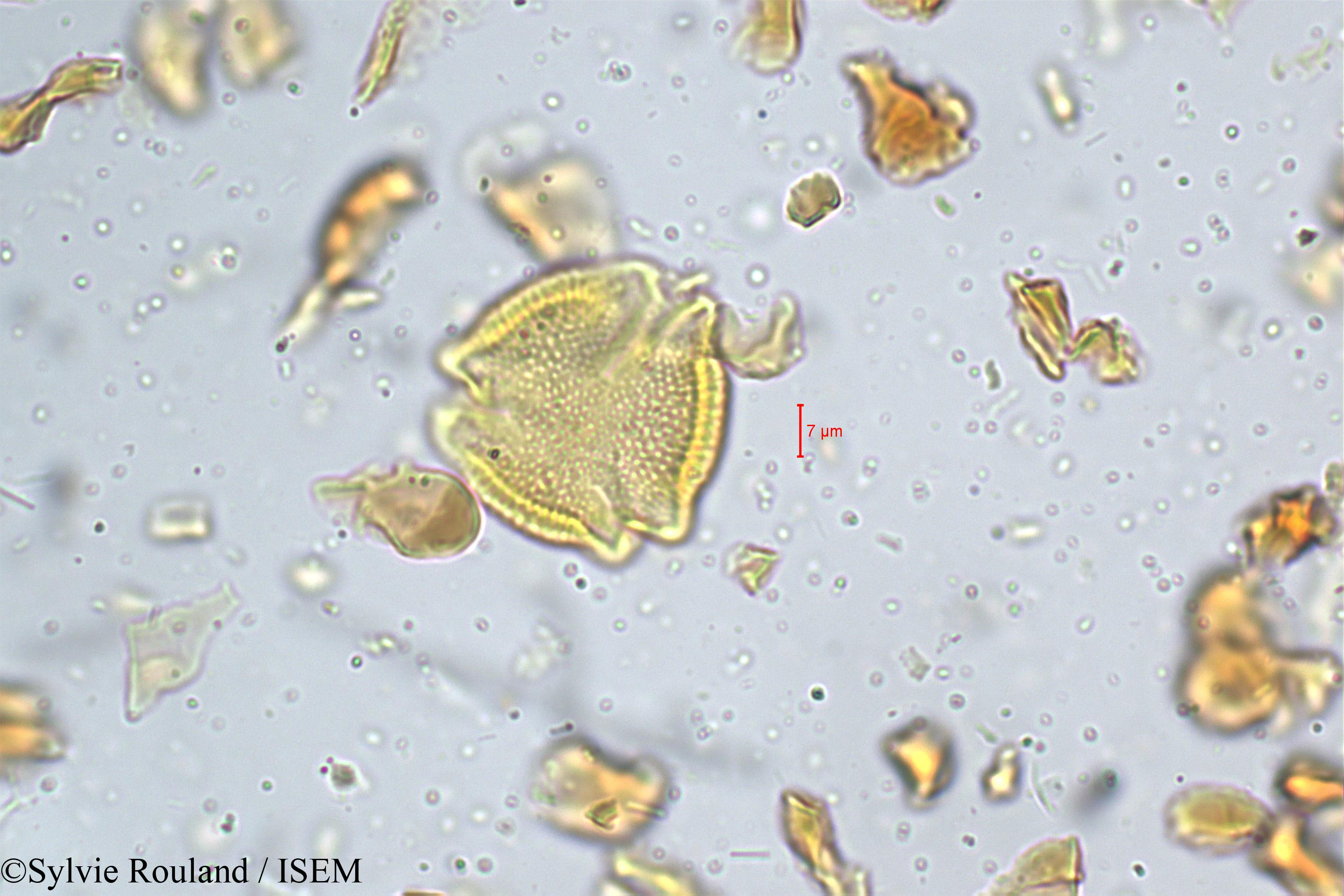 Sylvie.Rouland/Hippocratea_bourdillenii_5214/Hippocratea_bourdillenii_5214_0002(copy).jpg
