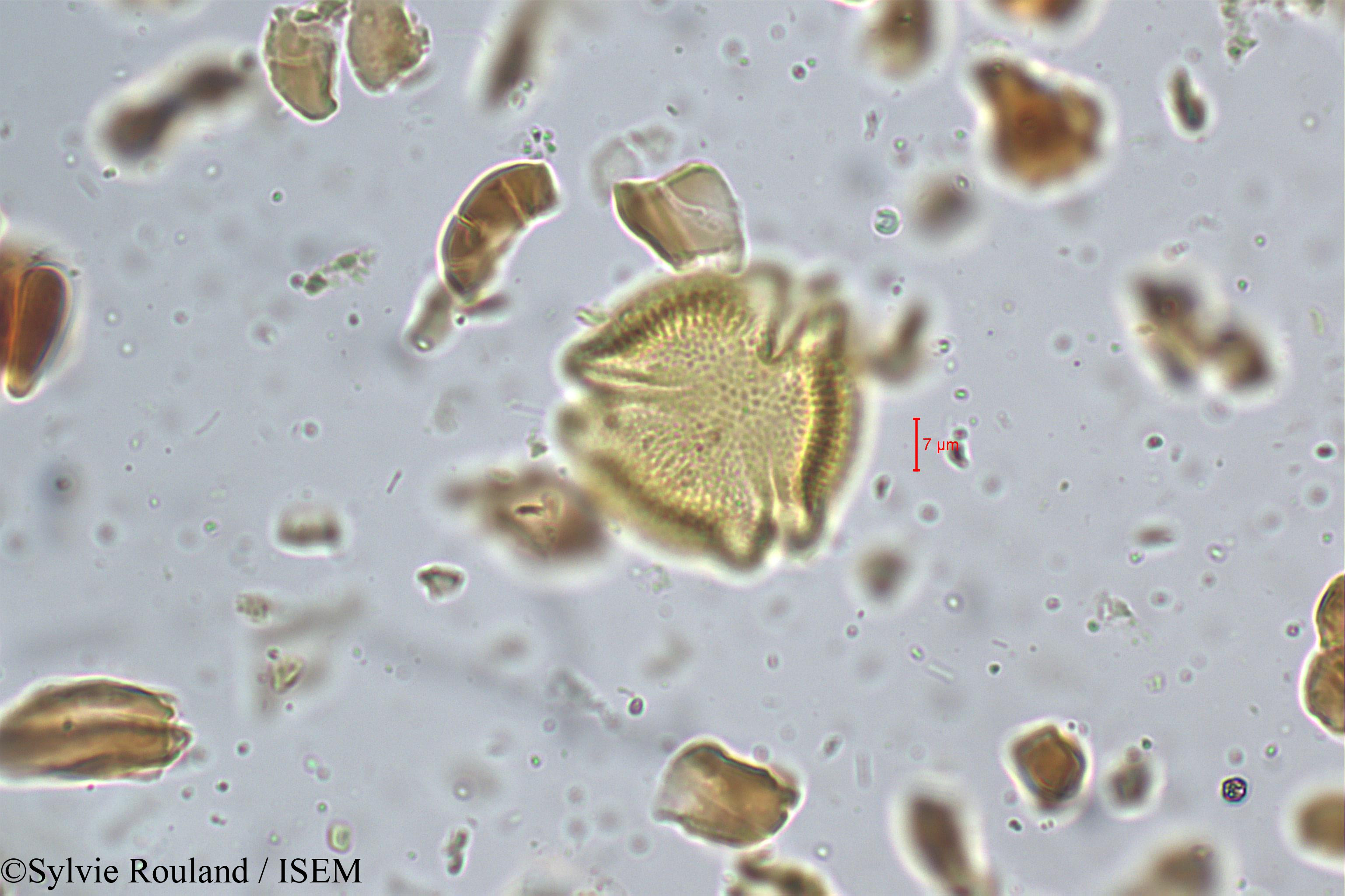 Sylvie.Rouland/Hippocratea_bourdillenii_5214/Hippocratea_bourdillenii_5214_0003(copy).jpg