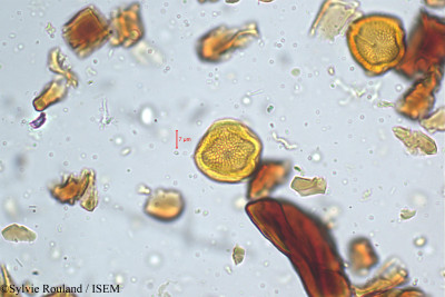 Hippocratea bourdillenii - lame n° 5214