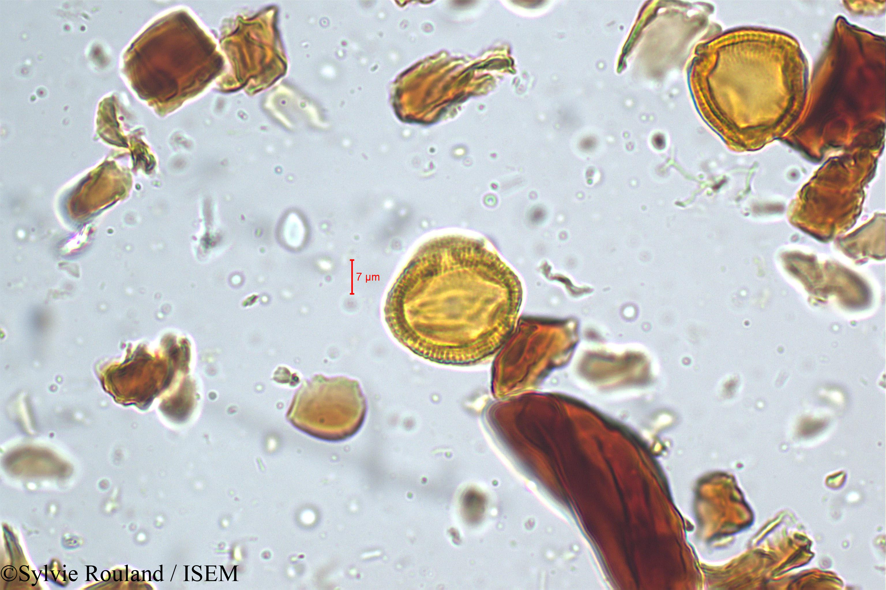 Sylvie.Rouland/Hippocratea_bourdillenii_5214/Hippocratea_bourdillenii_5214_0006(copy).jpg