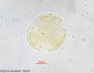 Sylvie.Rouland/Hippocratea_crenata_591/Hippocratea_crenata_591_0001(copy)_thumb.jpg