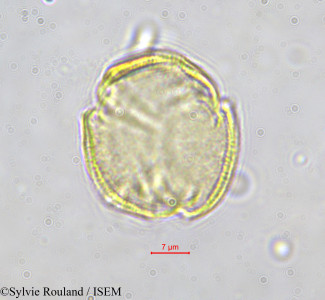 Sylvie.Rouland/Hippocratea_dewildemaniana_592/Hippocratea_dewildemaniana_592_0001(copy)_thumb.jpg