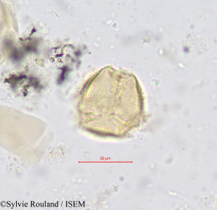 Sylvie.Rouland/Hippocratea_ectypetala_604/Hippocratea_ectypetala_604_0001(copy)_thumb.jpg