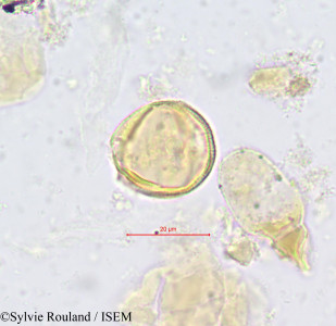 Hippocratea ectypetala - lame n° 604