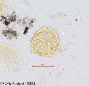 Hippocratea ectypetala - lame n° 604