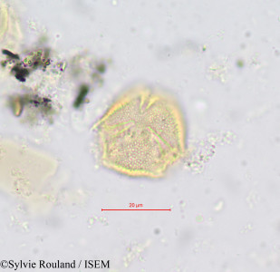 Hippocratea ectypetala - lame n° 604