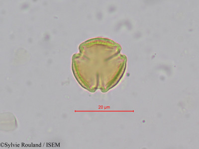 Sylvie.Rouland/Hippocratea_guineensis_601/Hippocratea_guineensis_601_0001(copy)_thumb.jpg