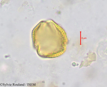 Sylvie.Rouland/Hippocratea_unguiculata_637/Hippocratea_unguiculata_637_0001(copy)_thumb.jpg