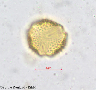 Sylvie.Rouland/Hippocratea_velutina_619/Hippocratea_velutina_619_0001(copy)_thumb.jpg