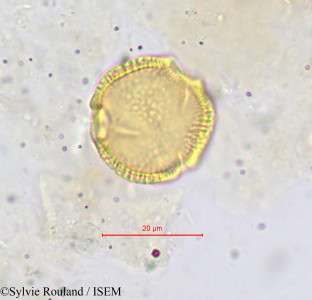 Sylvie.Rouland/Hippocratea_welwitschii_620/Hippocratea_welwitschii_620_0001(copy)_thumb.jpg