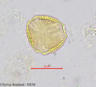 Sylvie.Rouland/Hippocratea_yaundina_621/Hippocratea_yaundina_621_0001(copy)_thumb.jpg