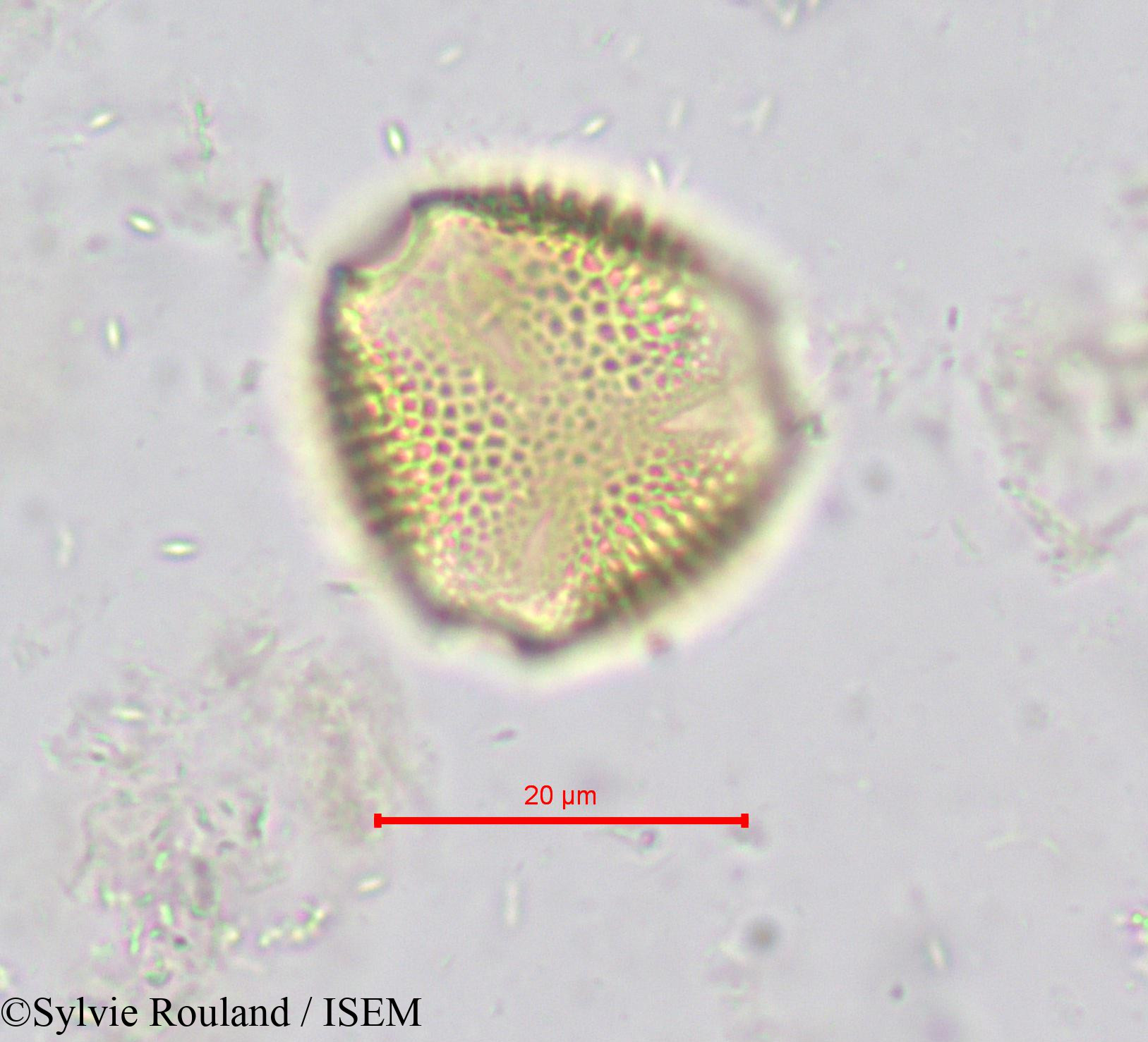 Sylvie.Rouland/Hippocratea_yaundina_621/Hippocratea_yaundina_621_0002(copy).jpg