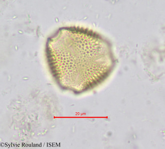 Hippocratea yaundina - lame n° 621