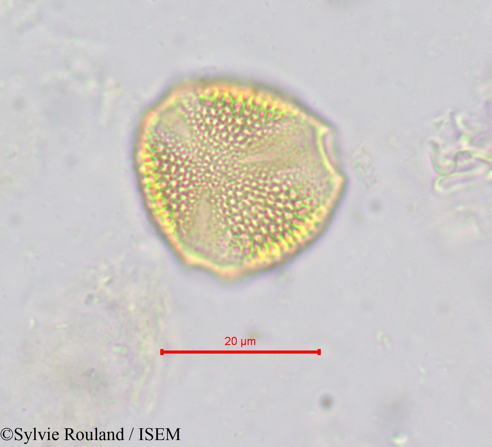 Sylvie.Rouland/Hippocratea_yaundina_621/Hippocratea_yaundina_621_0003(copy).jpg