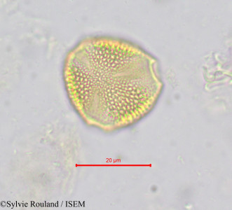 Hippocratea yaundina - lame n° 621