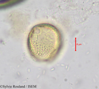 Hippocratea yaundina - lame n° 621