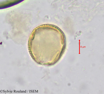 Hippocratea yaundina - lame n° 621