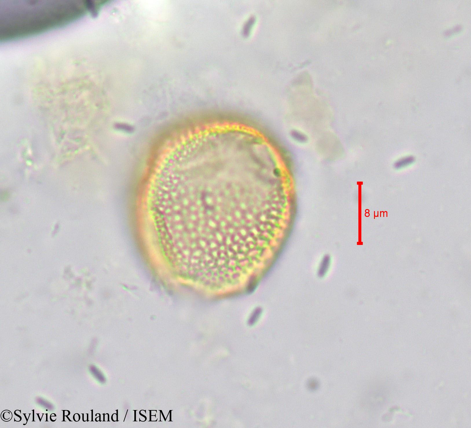 Sylvie.Rouland/Hippocratea_yaundina_621/Hippocratea_yaundina_621_0006(copy).jpg