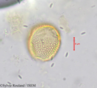 Hippocratea yaundina - lame n° 621