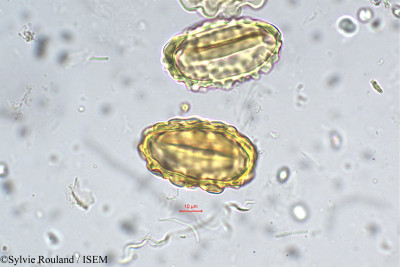 Sylvie.Rouland/Histiopteris_incisa_5478/Histiopteris_incisa_5478_0001(copy)_thumb.jpg