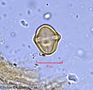 Sylvie.Rouland/Hohenackeria_bupleurifolia_909/Hohenackeria_bupleurifolia_909_0001(copy)_thumb.jpg