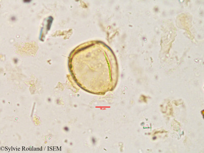 Sylvie.Rouland/Holarrhena_antidysenterica_3830/Holarrhena_antidysenterica_3830_0001(copy)_thumb.jpg
