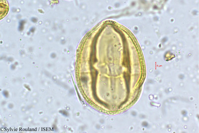 Sylvie.Rouland/Holigarna_arnottiana_5369/Holigarna_arnottiana_5369_0001(copy)_thumb.jpg