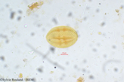 Sylvie.Rouland/Holigarna_ferruginea_5414/Holigarna_ferruginea_5414_0001(copy)_thumb.jpg