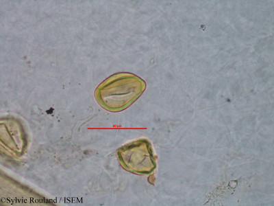 Sylvie.Rouland/Holmskioldia_macrocalyx_3068/Holmskioldia_macrocalyx_3068_0001(copy)_thumb.jpg