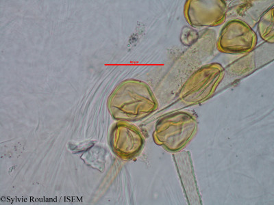 Holmskioldia macrocalyx - lame n° 3068