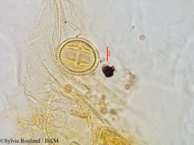 Sylvie.Rouland/Holocarpa_veronicoides_2884/Holocarpa_veronicoides_2884_0001(copy)_thumb.jpg