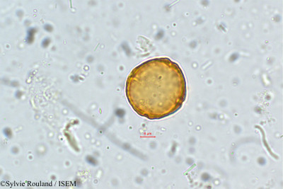 Sylvie.Rouland/Holoptelea_integrifolia_5360/Holoptelea_integrifolia_5360_0001(copy)_thumb.jpg