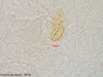 Sylvie.Rouland/Homalium_albiflorum_3181/Homalium_albiflorum_3181_0001(copy)_thumb.jpg