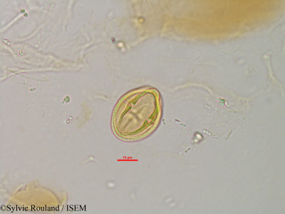 Sylvie.Rouland/Homalium_oppositifolium_3179/Homalium_oppositifolium_3179_0001(copy)_thumb.jpg