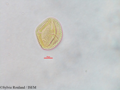 Sylvie.Rouland/Homalium_urceolatum_3180/Homalium_urceolatum_3180_0001(copy)_thumb.jpg