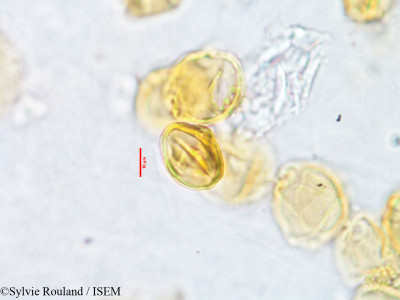 Homollea perrieri - lame n° 2886