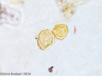 Homollea perrieri - lame n° 2886
