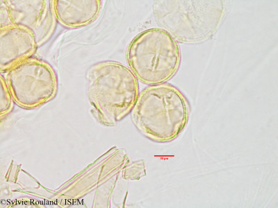 Homollea perrieri - lame n° 2886