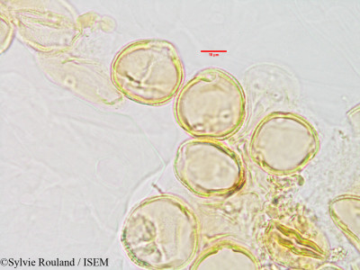 Sylvie.Rouland/Homolliella_sericea_2887/Homolliella_sericea_2887_0001(copy)_thumb.jpg