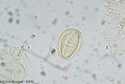 Sylvie.Rouland/Hopea_racophloea_5713/Hopea_racophloea_5713_0001(copy)_thumb.jpg