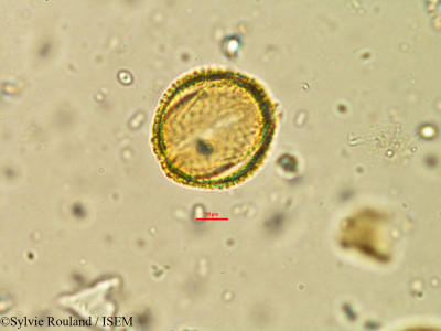 Hoslundia opposita - lame n° 21255