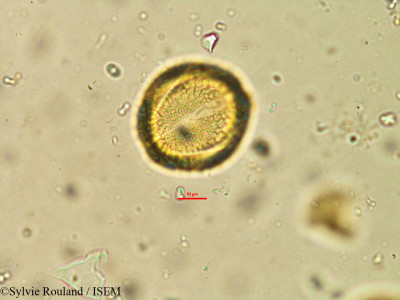 Hoslundia opposita - lame n° 21255