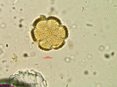 Hoslundia opposita - lame n° 21255