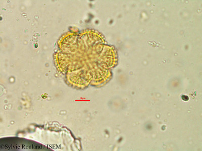 Hoslundia opposita - lame n° 21255