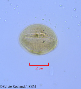 Hudsonia ericoides - lame n° 1715