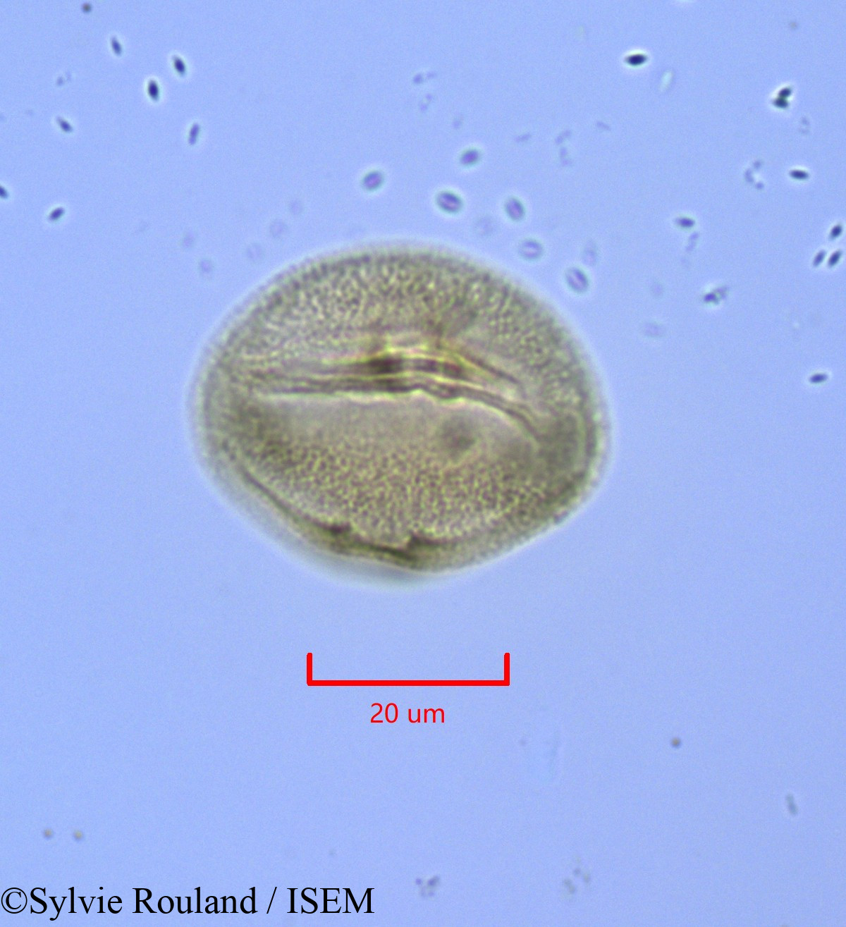 Sylvie.Rouland/Hudsonia_ericoides_1715/Hudsonia_ericoides_1715_0004(copy).jpg